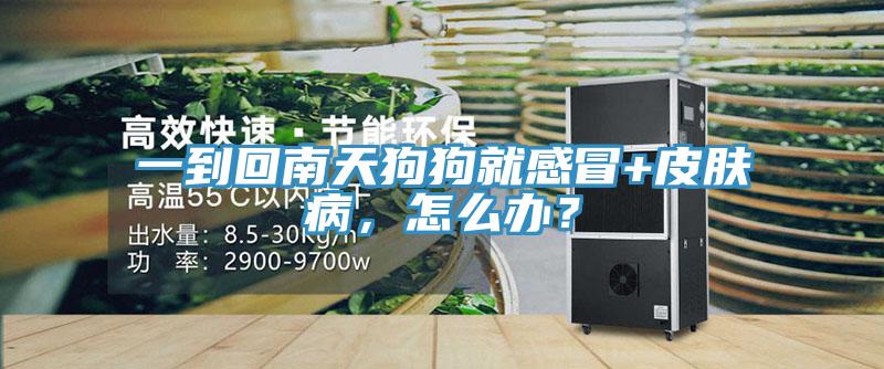 一到回南天狗狗就感冒+皮膚病，怎么辦？