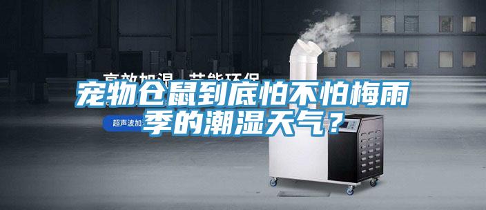 寵物倉鼠到底怕不怕梅雨季的潮濕天氣？
